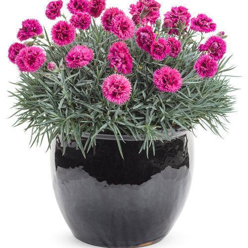 Dianthus, Fruit Punch® Spiked Punch Dianthus