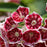 Mountain Laurel, Keepsake Mountain Laurel