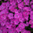 Dianthus, Paint the Town Fuchsia Dianthus