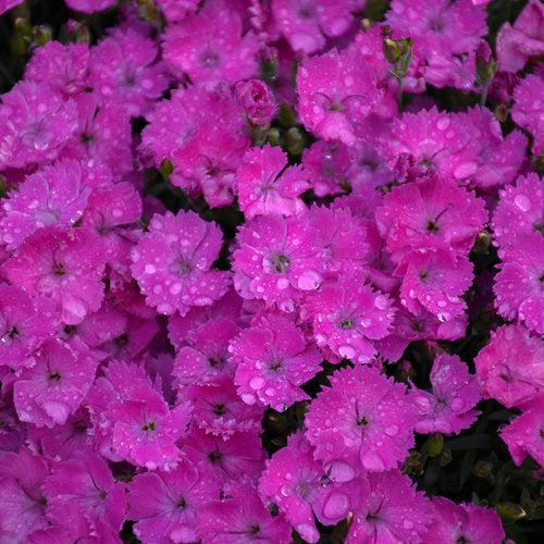 Dianthus, Paint the Town Fuchsia Dianthus