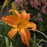 Daylily, Primal Scream Daylily