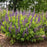 Baptisia, PW® Decadence® Sparkling Sapphires False Indigo