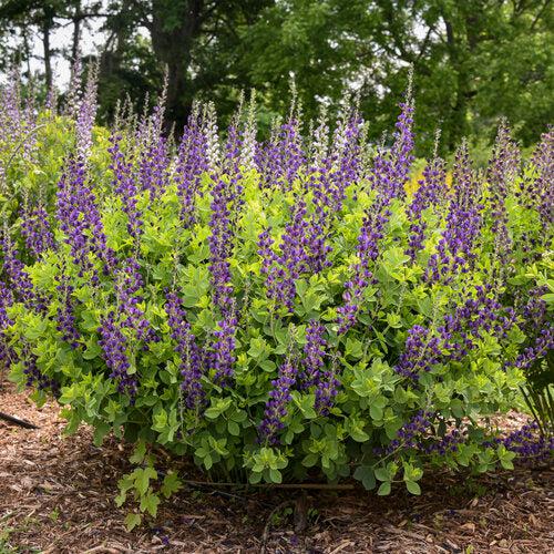 Baptisia, PW® Decadence® Sparkling Sapphires False Indigo