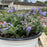 Catmint, Cat's Pajamas Catmint