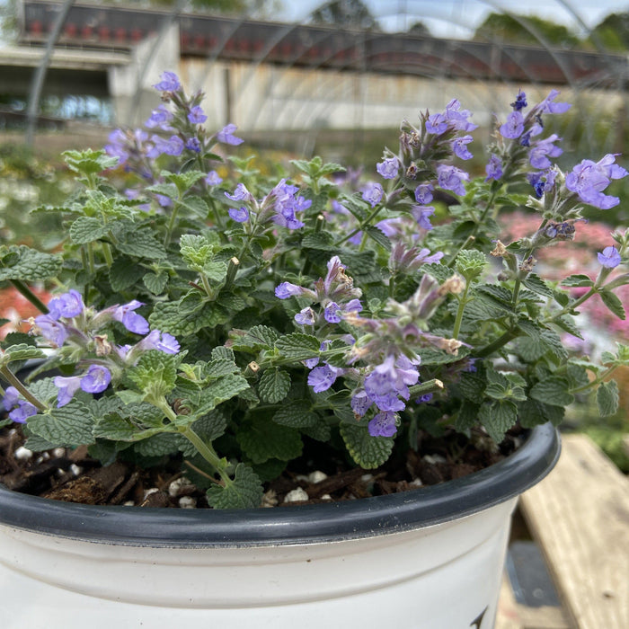 Catmint, Cat's Pajamas Catmint