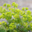 Lady's Mantle