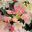 Rhododendron, Golden Torch Rhododendron