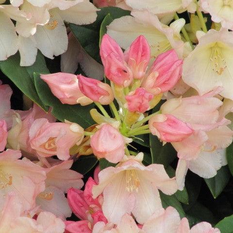 Rhododendron, Golden Torch Rhododendron