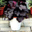 Coral Bells, Northern Exposure™ Black Heuchera