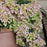 Hydrangea, Fairytrail Fresco® Cascade Hydrangea