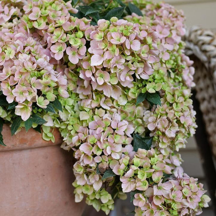 Hydrangea, Fairytrail Fresco® Cascade Hydrangea