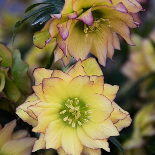 Hellebore, Wedding Party® Mix Lenten Rose