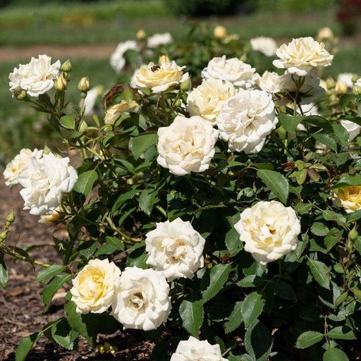 Rose, Buttercream Drift® Rose