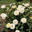 Rose, Buttercream Drift® Rose