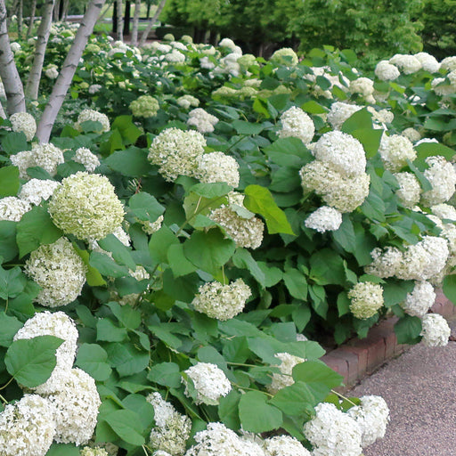 Hydrangea, Annabelle Mophead Hydrangea