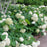 Hydrangea, Annabelle Mophead Hydrangea