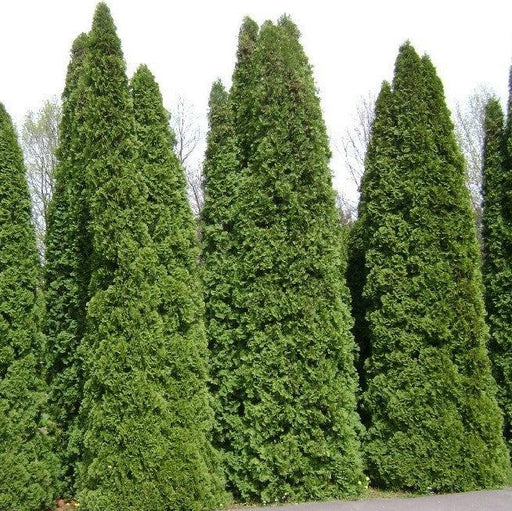Arborvitae, Full Speed A Hedge® Arborvitae