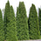 Arborvitae, Full Speed A Hedge® Arborvitae