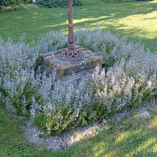 Catmint, Triumphator Calamint
