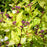 Spirea, Goldmound Spirea