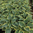 Hosta, First Frost Hosta