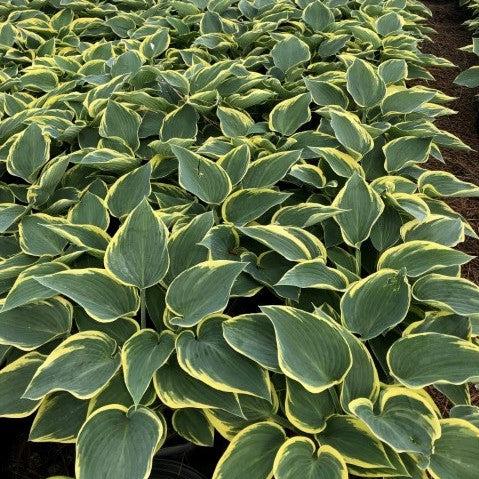 Hosta, First Frost Hosta