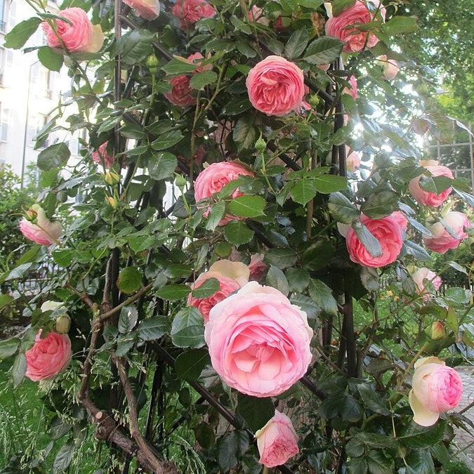 Rose, Eden® Climber Climbing Rose