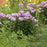 Phlox, First Editions® Cotton Candy™ Phlox