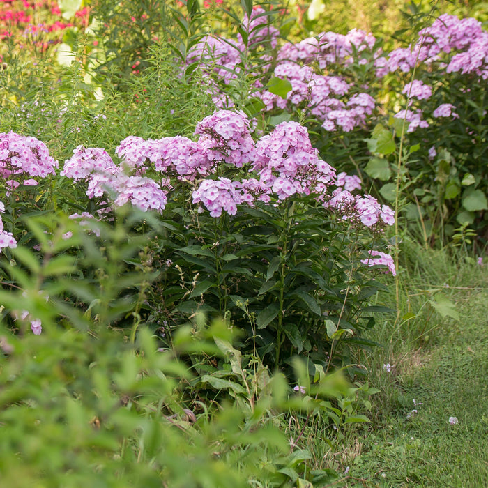Phlox, First Editions® Cotton Candy™ Phlox