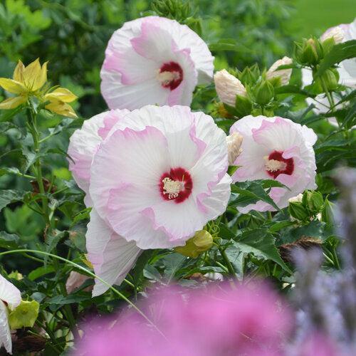 Hibiscus, Summerific® Ballet Slippers Hibiscus