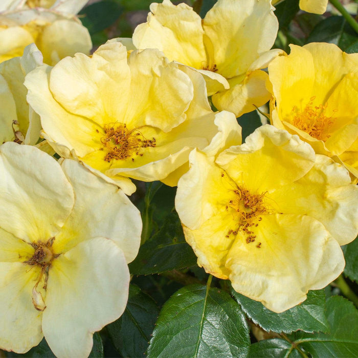 Rose, Easy Bee-zy™ Knock Out® Rose