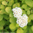 Spirea, Glow Girl® Birchleaf Spirea