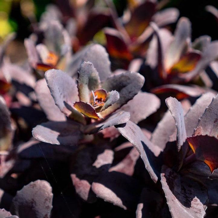 Sedum, Puff Pastry™ Raspberry Stonecrop
