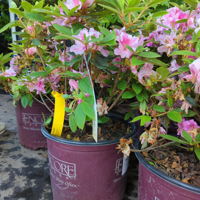 Azalea, Encore Autumn Twist Azalea