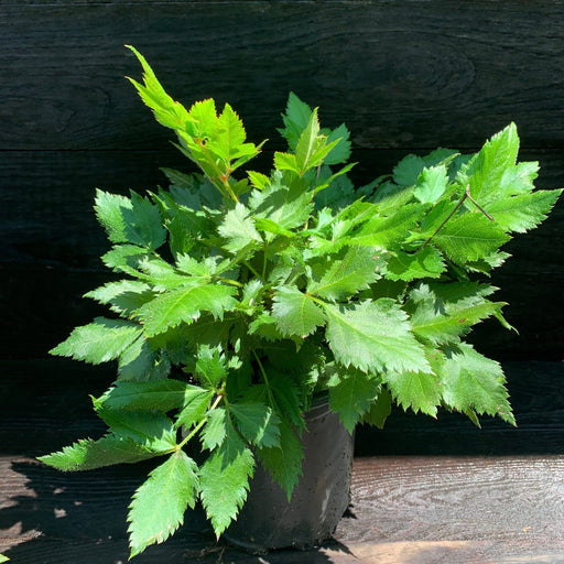 Astilbe, Visions Chinese Astilbe, False Goat's Beard