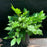 Astilbe, Visions Chinese Astilbe, False Goat's Beard