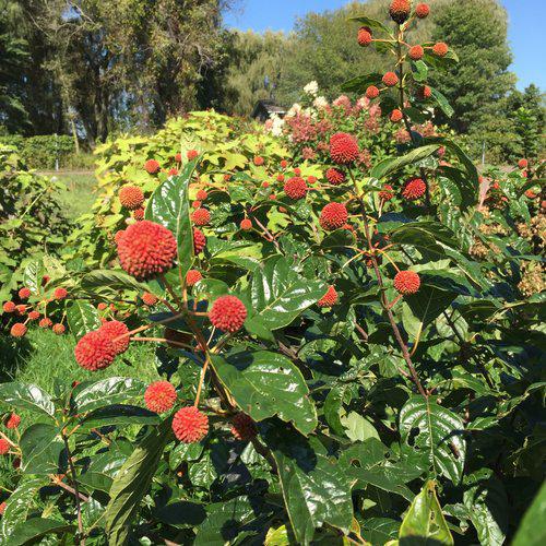 Buttonbush, Sugar Shack® Buttonbush