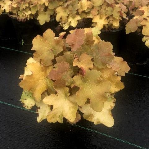 Coral Bells, Caramel Coral Bells