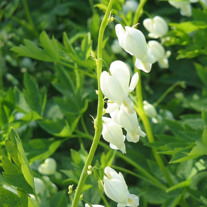 Bleeding Heart, White Bleeding Heart