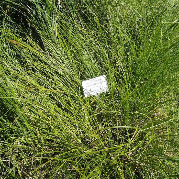 Sedge, Fox Sedge