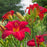 Daylily, Chicago Apache Daylily