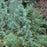 Cypress, Boulevard Cypress