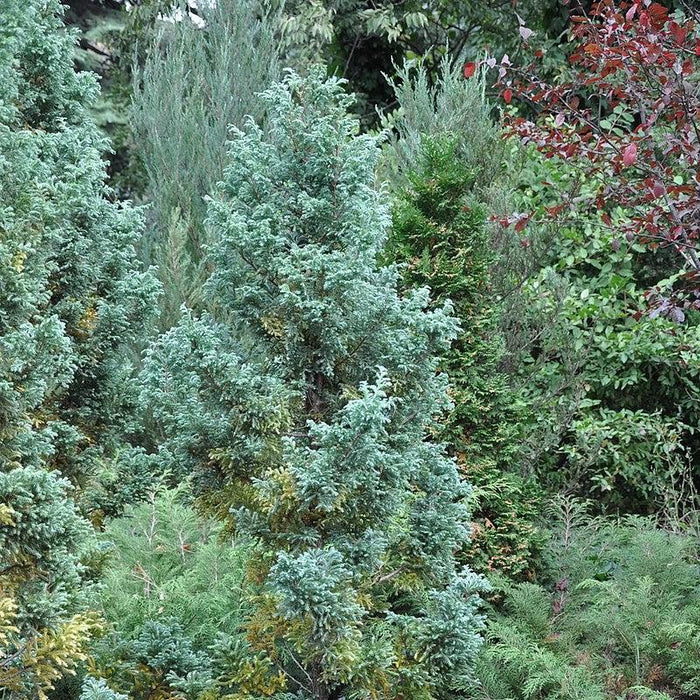 Cypress, Boulevard Cypress
