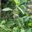 Mint, Wild Mint