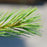 Pine, Blue Shag White Pine