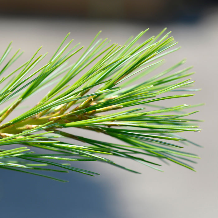Pine, Blue Shag White Pine