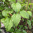 Viburnum, NativeStar® Plum Pudding Viburnum