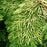 False Cypress, Golden Hinoki False Cypress