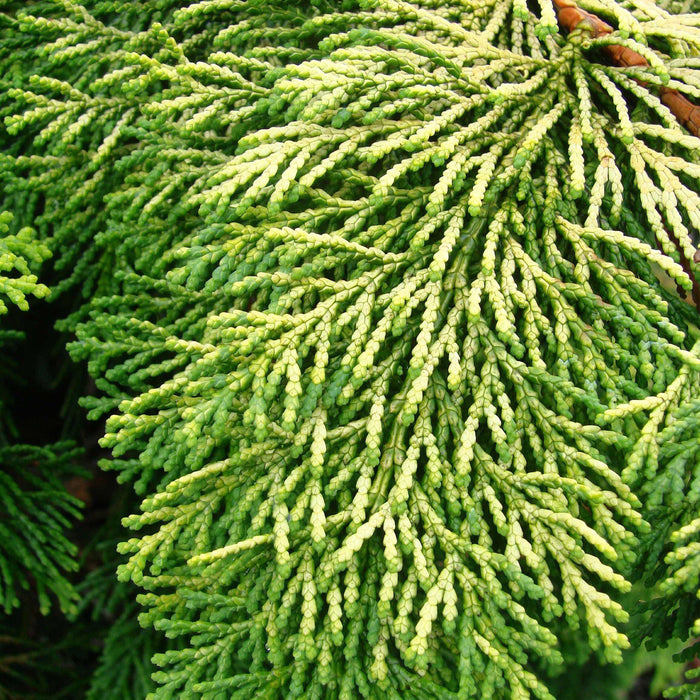 False Cypress, Golden Hinoki False Cypress