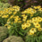 Coneflower, Color Coded® Yellow My Darling Echinacea
